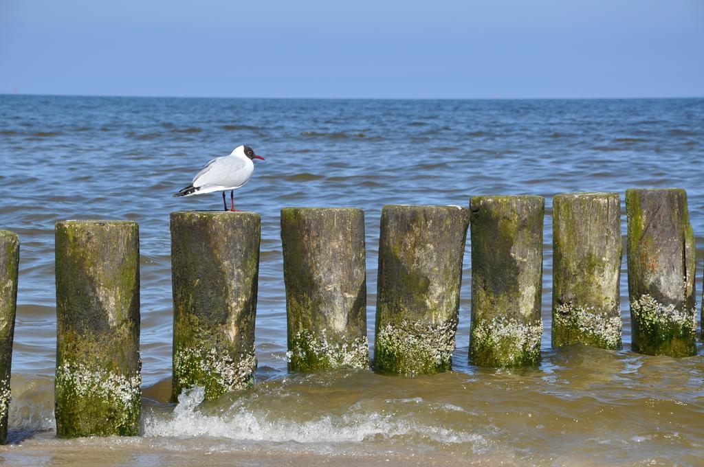 Seetelhotel Nautic Usedom Hotel & Spa Koserow Eksteriør bilde